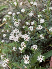 Pimelea oreophila