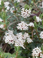Pimelea oreophila