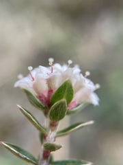 Pimelea oreophila
