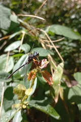 Progomphus lepidus