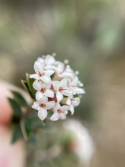 Pimelea oreophila