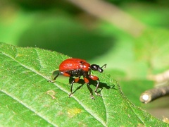 Apoderus coryli