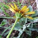 Osteospermum tomentosum - Photo (c) linkie, algunos derechos reservados (CC BY), subido por linkie