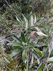 Celmisia spectabilis spectabilis