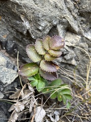 Gingidia montana