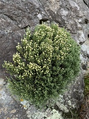 Helichrysum intermedium