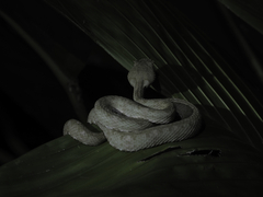 Bothriechis schlegelii