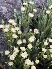 Helichrysum intermedium