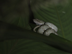 Bothriechis schlegelii