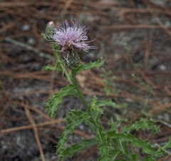 Cirsium repandum