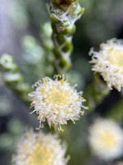 Helichrysum intermedium