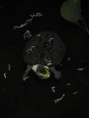 Kinosternon leucostomum