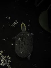 Kinosternon leucostomum