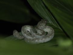 Bothriechis schlegelii