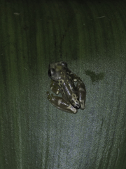 Dendropsophus ebraccatus