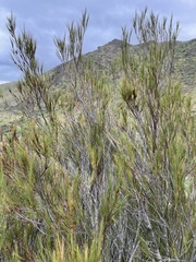 Dracophyllum longifolium