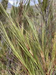 Dracophyllum longifolium