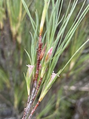 Dracophyllum longifolium