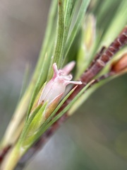 Dracophyllum longifolium