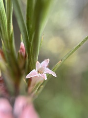 Dracophyllum longifolium