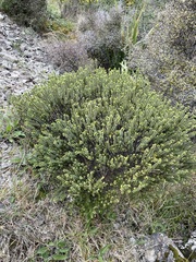 Pimelea traversii