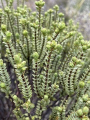 Pimelea traversii