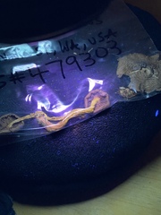 Cortinarius phoeniceus