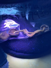 Cortinarius phoeniceus