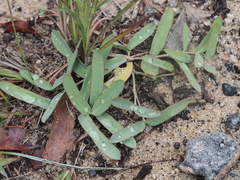 Euphorbia ipecacuanhae