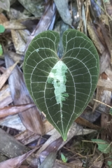 Dioscorea dodecaneura