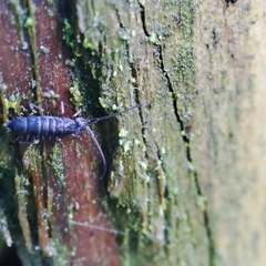 Tomocerinae