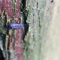 Tomocerinae
