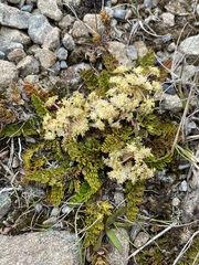 Anisotome flexuosa