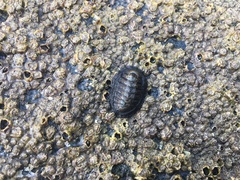 Chiton granosus