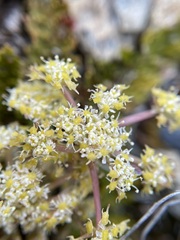Anisotome flexuosa