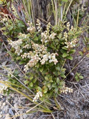 Gaultheria crassa