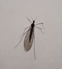 Trichocera annulata