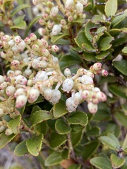 Gaultheria crassa