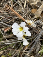 Ourisia caespitosa