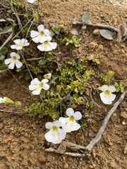 Ourisia caespitosa