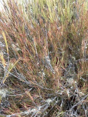 Dracophyllum