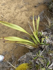 Phormium