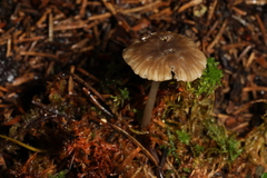 Hydropus praedecurrens