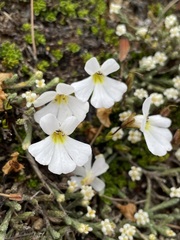 Ourisia caespitosa