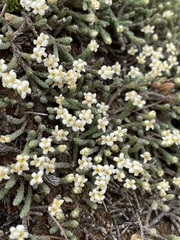 Kelleria dieffenbachii