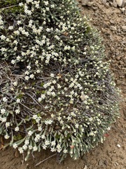 Kelleria dieffenbachii