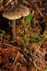 Hydropus praedecurrens