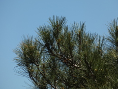 Pinus nigra laricio