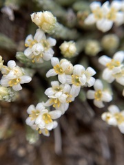 Kelleria dieffenbachii
