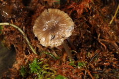 Hydropus praedecurrens